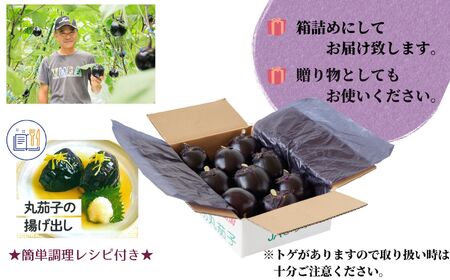 【期間限定】先行予約 特選 丸なす！『越の丸茄子』9玉入り 特級Aクラス 1箱 JA ナス 2026年7月中旬から順次発送【新潟県 糸魚川市 期間限定 ブランド野菜 夏 ステーキ 煮物 まるなす マルナス 野菜 特産品 産地直送 新潟限定 ブランドなす】