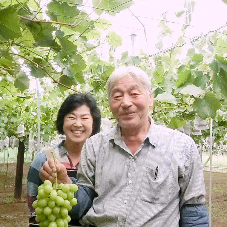 シャインマスカット＆巨峰セット 合計 約2kg (桜川市・石岡市共通返礼品） 2026年9月上旬発送開始 開田ぶどう園 産地直送 フルーツ 甘い 直送 茨城 限定 ギフト ぶどう シャインマスカット 果物 [DO007sa]