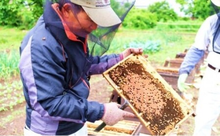 はちみつ 国産天然 れんげ 化粧箱入 はちみつ【1kg】