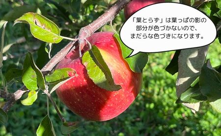サンふじ 葉とらず 紅虎 ヒバリノ園 青森県産 サンふじ【約5kg 14〜18玉】