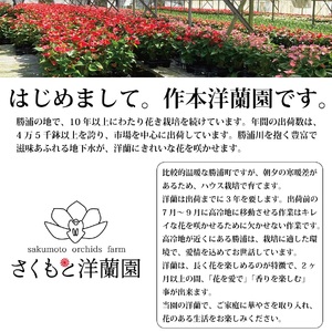 【ピンク】シンビジューム 6号鉢 3～4本立て