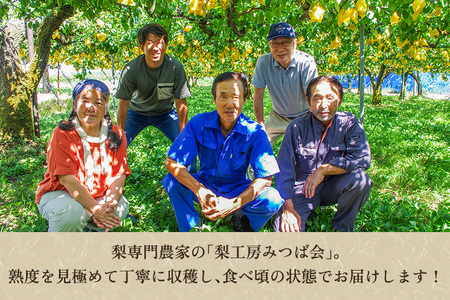 【2026年先行予約】新潟特産 幻の洋梨ル・レクチェ＆新興梨 詰合せセット 約3Kg （ル・レクチェ：5玉　新興梨：3玉） 《11月下旬以降発送》しんこう 梨工房みつば会