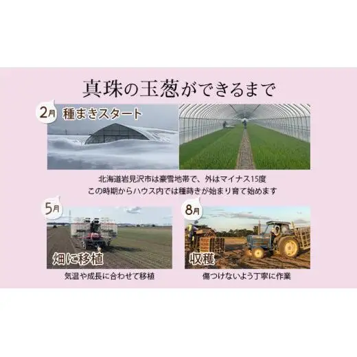 真珠の玉葱 赤玉葱Lサイズ10玉 ≪海のミネラルで育てた特別栽培玉葱≫【50107】
