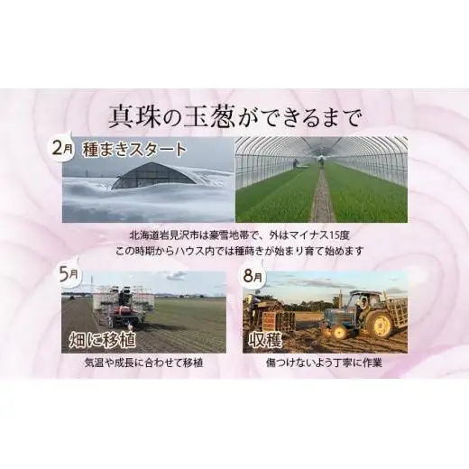 真珠の玉葱 特別栽培Lサイズ5kg(赤玉葱5個入り)≪海のミネラルで育てた特別栽培玉葱≫【50108】