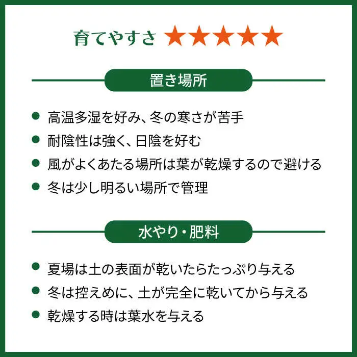 葉模様が独特で美しい『 カラテア ・ マコヤナ 』  糸島市  / cocoha [AWB023] 観葉植物 グリーン