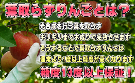 りんごサンふじ贈答用葉取らず特選青森県産りんご【約5kg】