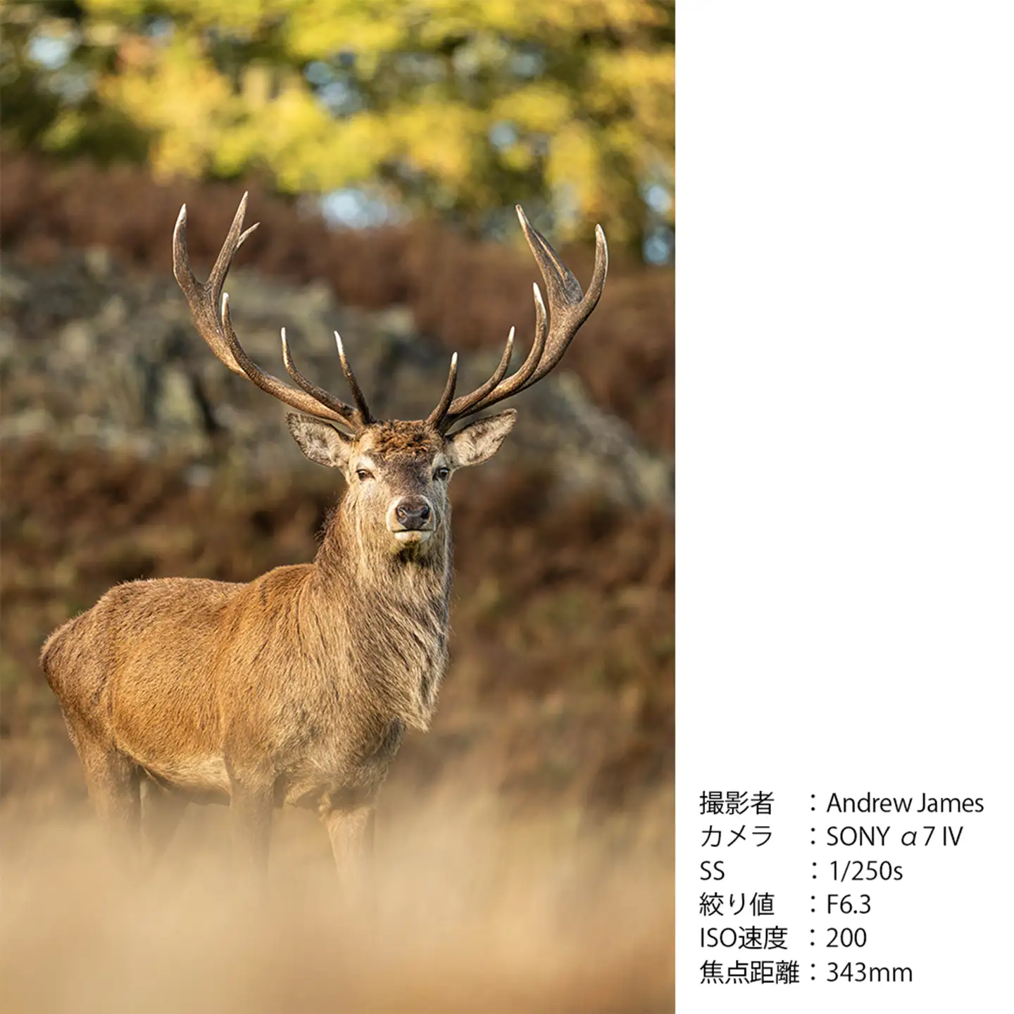 SIGMA 60-600mm F4.5-6.3 DG DN OS | Sports【Lマウント】