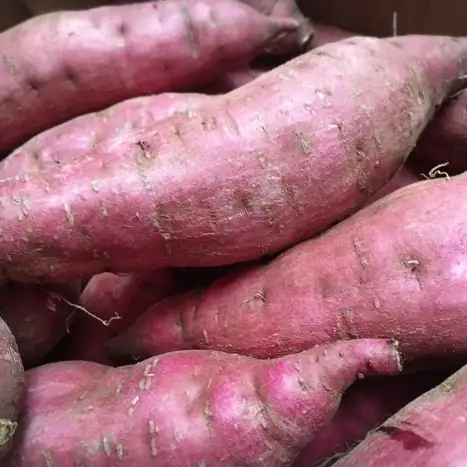 2025年度産 濃厚な甘みさつまいも 紅はるか5kg【茨城県共通返礼品/行方市】【さつまいも サツマイモ 芋 お芋 甘い ねっとり 美味しい 大量 茨城県 北茨城市 】(AK201)
