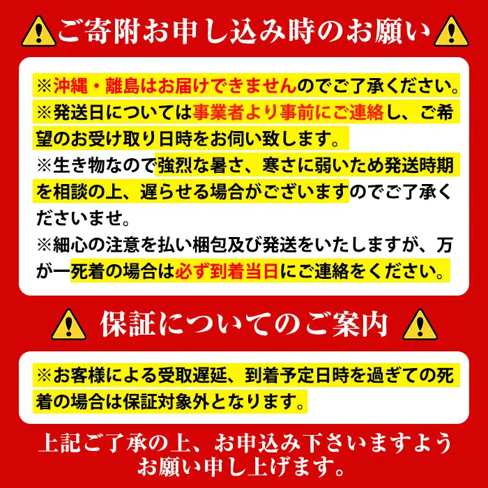 【B76001】ヘラクレスオオカブト (ヘラクレスヘラクレス) 3令 幼虫 ペア (オスメス) 人工蛹室付 カブトムシ 昆虫  むし 飼育 生き物 【ビートル倶楽部】