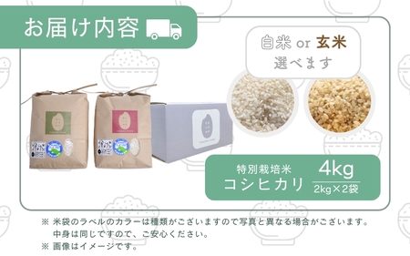 【先行予約】【令和7年産】乳酸菌入りの土壌で育てた 福井県 坂井町産 特別栽培米コシヒカリ 4kg（2㎏×2袋）（玄米）【2025年9月中旬以降順次発送予定】 [A-4837_02]