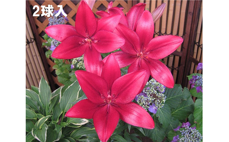 ユリ球根セット 植物 