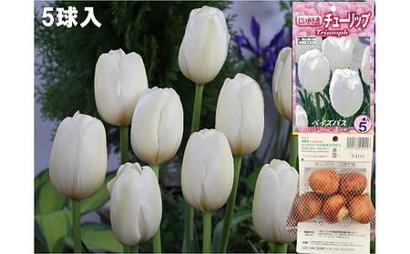 チューリップ球根セット　40球入 植物 