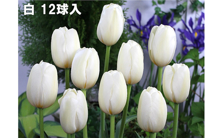 チューリップ球根（特大球）セット　60球入 植物 