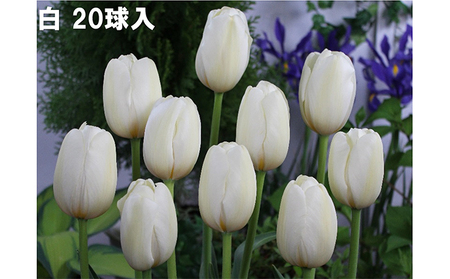 チューリップ球根（特大球）セット　100球入 植物 