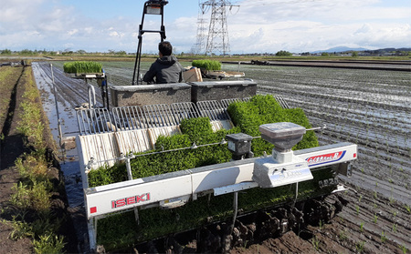 コシヒカリ 新潟県産 5㎏ 特選 越の都 米 コシヒカリ