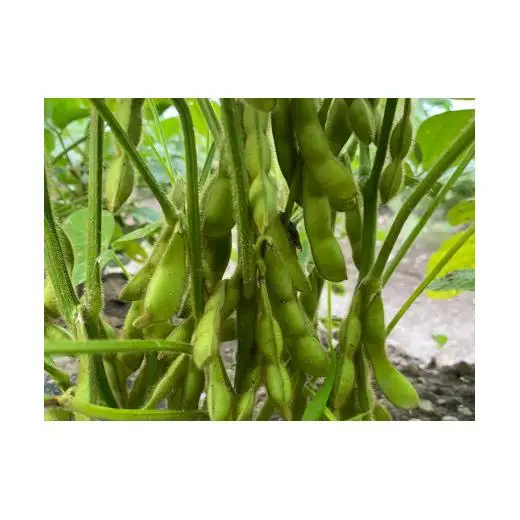 旬の味！丹波黒枝豆（枝なし）１kg[912]