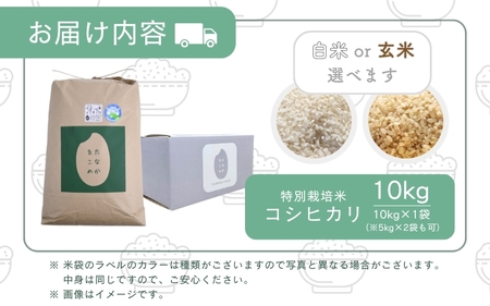 【先行予約】【令和7年産】乳酸菌入りの土壌で育てた福井県 坂井町産 特別栽培米コシヒカリ 10kg（玄米）【2025年9月中旬以降順次発送予定】 [B-4806_02]