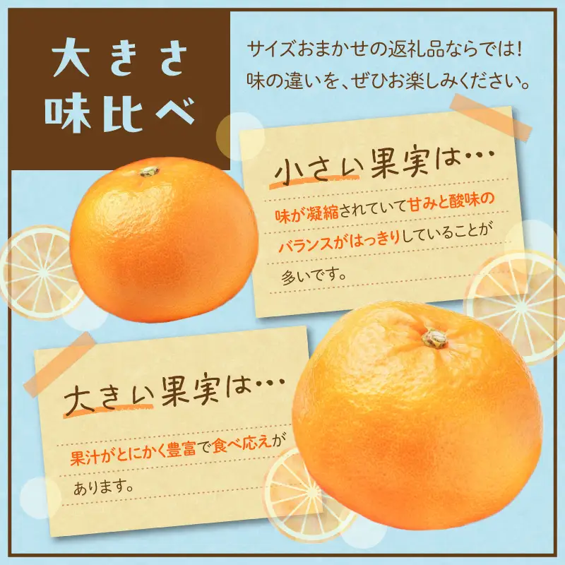 【2027年先行予約】せとか 秀品 約2.8kg 和歌山県有田産 春みかん 春柑橘 (果実サイズおまかせ)/紀伊国屋文左衛門本舗_V7411