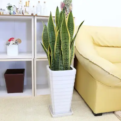 【観葉植物】サンスベリア 7号 ホワイト陶器鉢 Gタイプ 高さ:約70～ 90cm 土の表面：ウッドチップ 【観葉植物 インテリア 部屋 おしゃれ 福岡県 筑前町 送料無料 AG014】【価格改定】