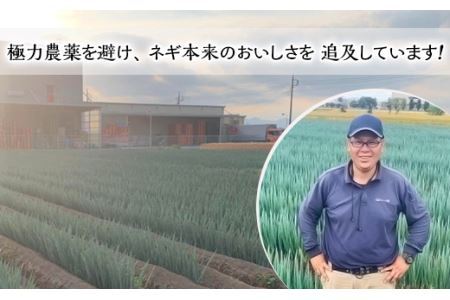 みずみずしい長ネギ 約2kg