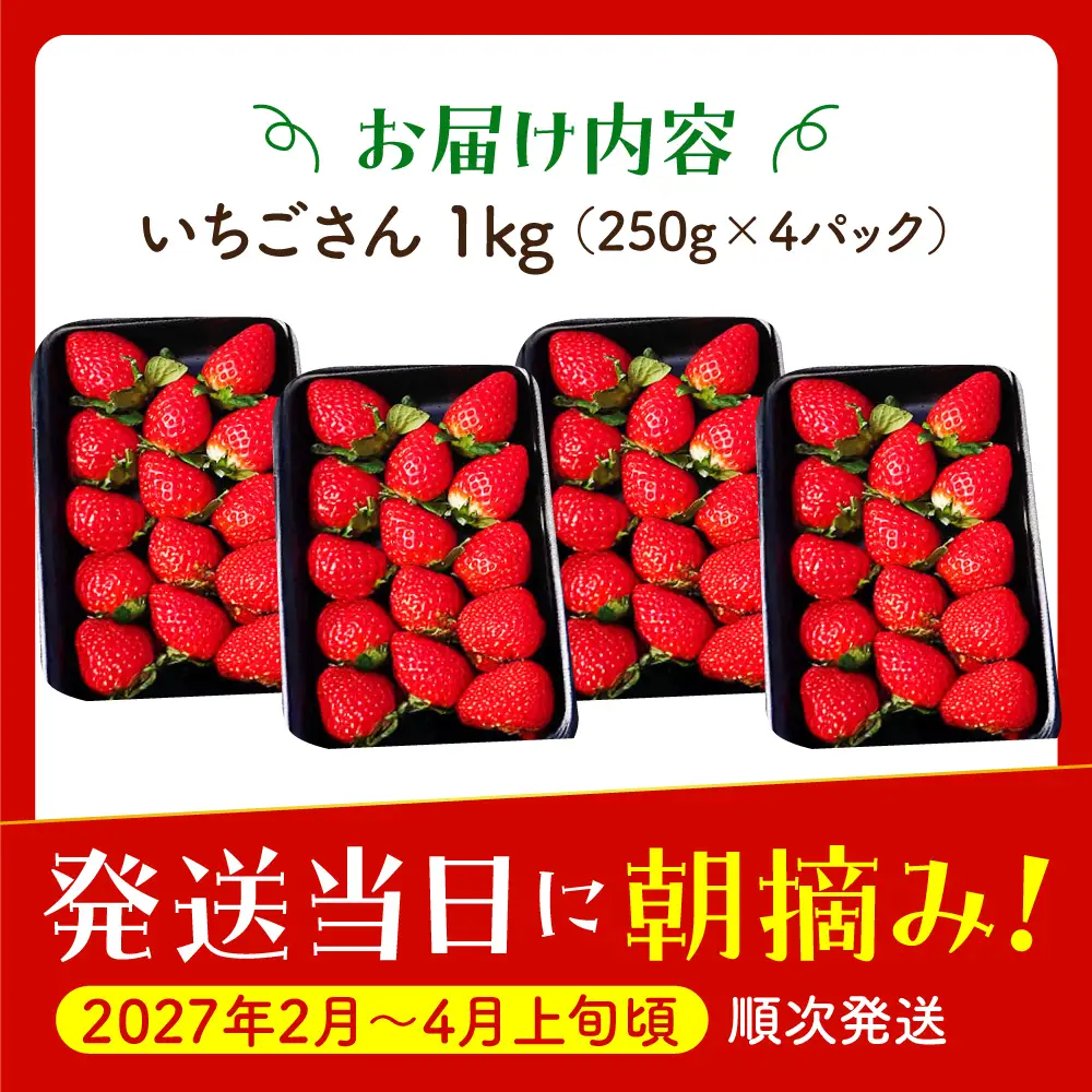 【先行予約】【2?4月発送】朝摘みいちご いちごさん 1kg（250g×4パック）  [HAF023]いちご いちご いちご いちご