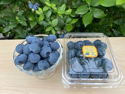 冷凍　ユーリカとファーストブラッシュ　1kg（500g×2) ブルーベリー ※離島への配送不可 ※着日指定不可