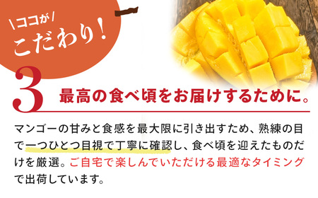 とろけるあまーいマンゴー（アーウィン）2～3個　7月～8月発送 マンゴー マンゴー マンゴー マンゴー マンゴー