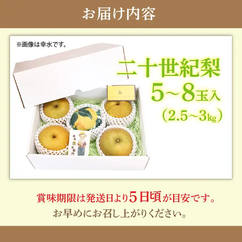【先行予約】しづちゃんが作る 二十世紀梨 5～8玉入（2.5～3kg） 農業歴70年以上！ / なし 果物 旬 フルーツ 甘い ジューシー 果汁 くだもの シャキシャキ 人気 完熟 もぎたて みずみずしい 越前梨 送料無料 福井 あわら市 ※2026年9月中旬以降順次発送予定 [aw075-a009]