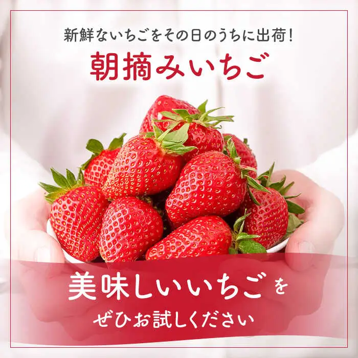 【2027年1月-発送】いちご2種類 食べ比べ 約250g×4P [SAC006] いちご