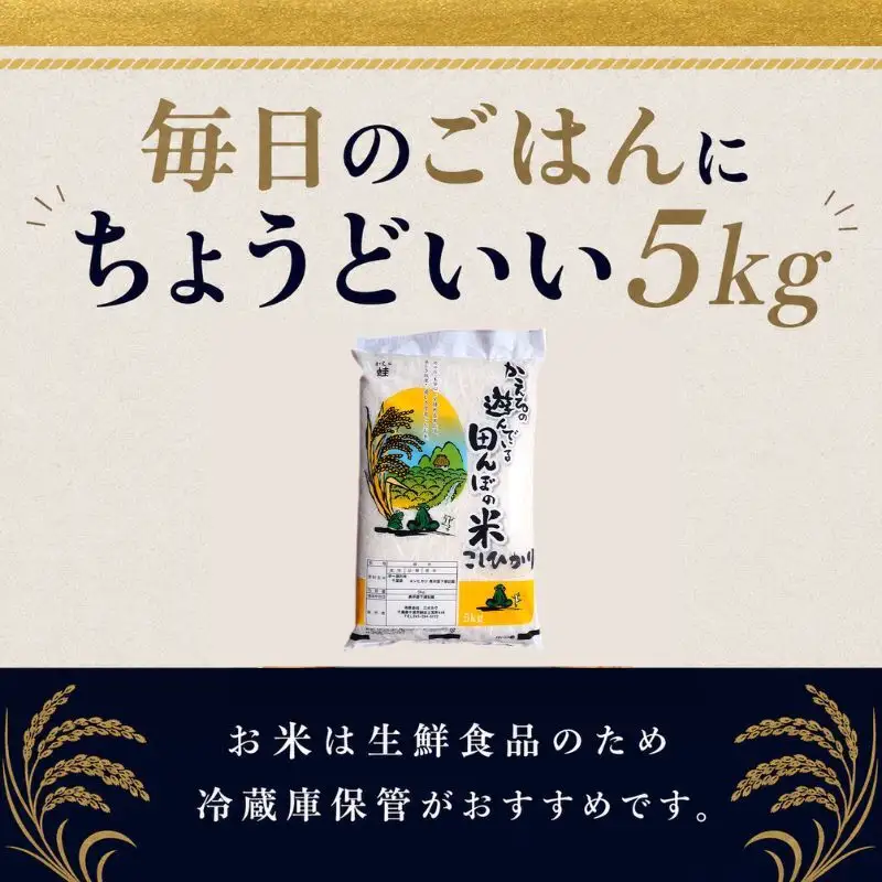 お米 令和7年 コシヒカリ 無洗米 5kg 精米 お米