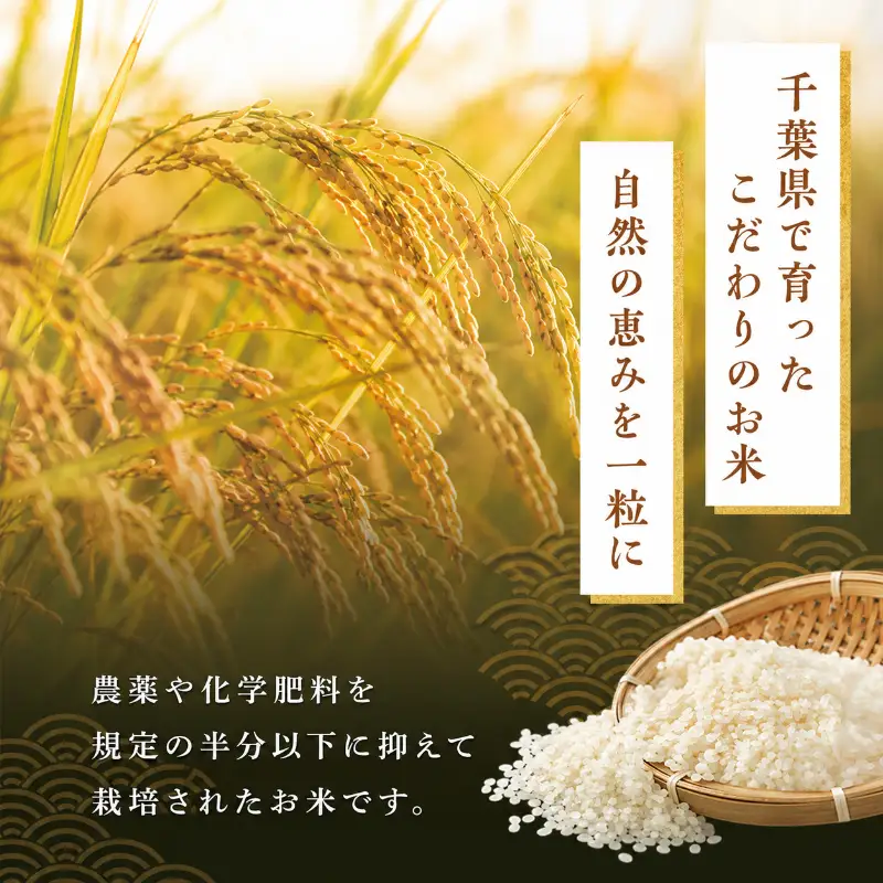無洗米 令和7年 ミルキークイーン 10kg 無洗米