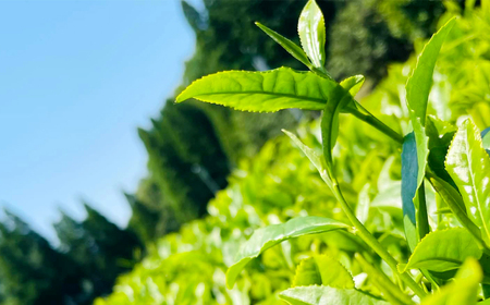 149-772 なごみ茶園 の こだわり 煎茶 飲み比べ セット (煎茶×1 かぶせ茶×1) お茶 緑茶 日本茶 大分県産