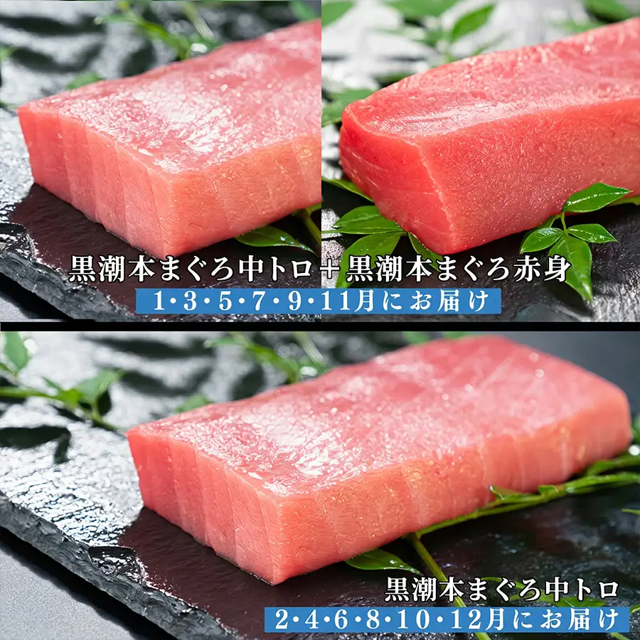 訳あり 不定貫 定期便12回 日本一!黒潮本まぐろ 中トロ・赤身 (PT0080_0533)