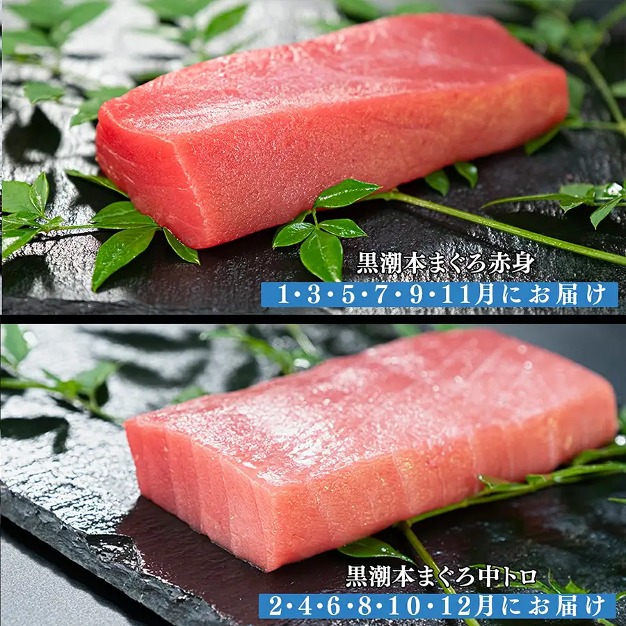 訳あり 不定貫 定期便12回 日本一!黒潮本まぐろ 中トロ・赤身（交互） (PT0080_0534)