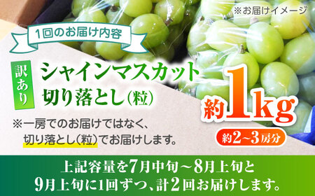 【2回定期便】 訳あり シャインマスカット 切り落とし 約1kg  【合同会社 社方園】定期便 2回 定期 ぶどう 果物 熊本 マスカット シャインマスカット 訳ありシャインマスカット わけありシャインマスカット 訳ありぶどう 訳ありマスカット 訳あり切り落とし [ZBZ010]
