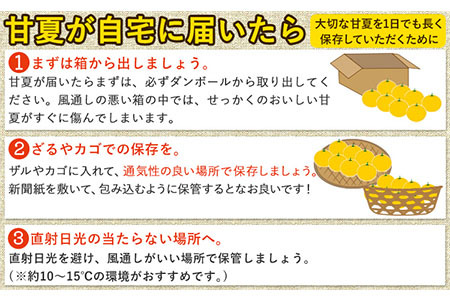 【2026年度先行予約分】みかん 好き必見 甘夏 熊本県産(津奈木町産含む) 甘夏 約 4kg (約7-16玉前後) 柑橘 大玉 ミカン《2月中旬-4月末頃出荷》 フルーツ 旬 甘夏みかん 果物 訳あり 定期 でない