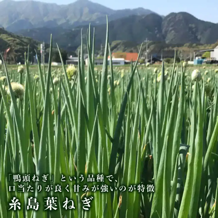 糸島葉ねぎの食べる万能旨味つーぷ2個 糸島市 / Carna  [ALA047] 即席スープ インスタント