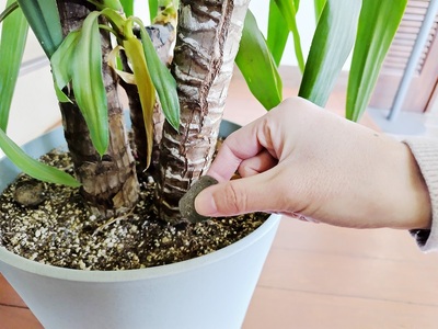 観葉植物栽培資材セット 肥料 液肥 園芸 (a12-170)
