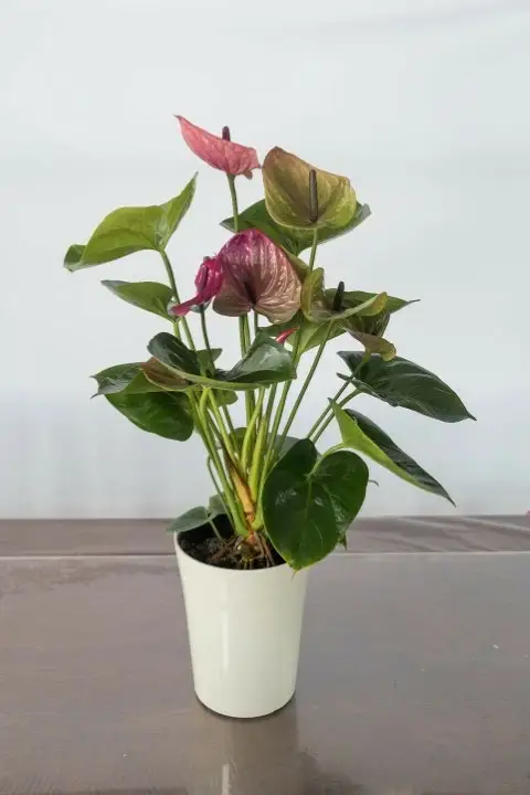 愛んすりうむS アンスリウム 湖東フラワー 滋賀県 東近江市 A-D12 観葉植物 鉢植え 花 プレゼント ギフト お祝い お供え インテリア フラワー グリーン リビング 玄関 飾り おしゃれ