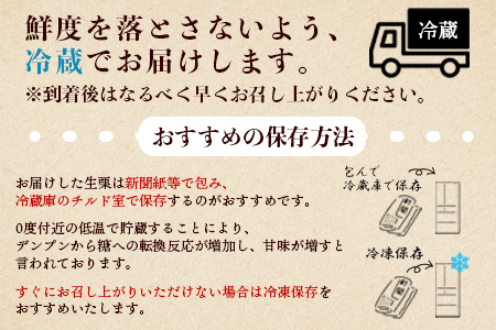 【数量限定・締切9月15日】＜西予市城川産 大きな生栗 3Lサイズ 約2kg（化粧箱入り）＞ 特大 大粒 マロン 焼き栗 栗ご飯 モンブラン 特産品 メニークエスト 愛媛県 西予市【冷蔵】『9月20日以降～9月末頃迄に順次出荷予定』SMQ0011
