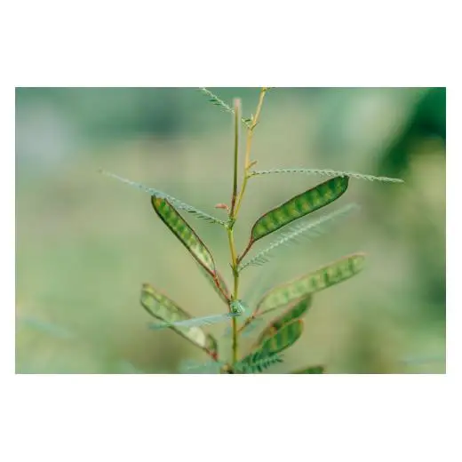 【お徳用】弘法茶（3g×8包入） 下北山村産カワラケツメイ100％ 健康茶 お茶 便利