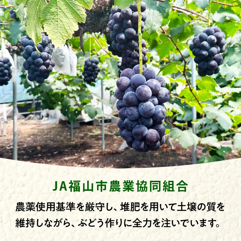 福山市産シャインマスカット 約1kg【2026年発送】 [BAEV005] シャインマスカット