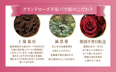 バラ 花束 大輪 赤 20本 (40cm) ブーケ 薔薇 ローズ バラ