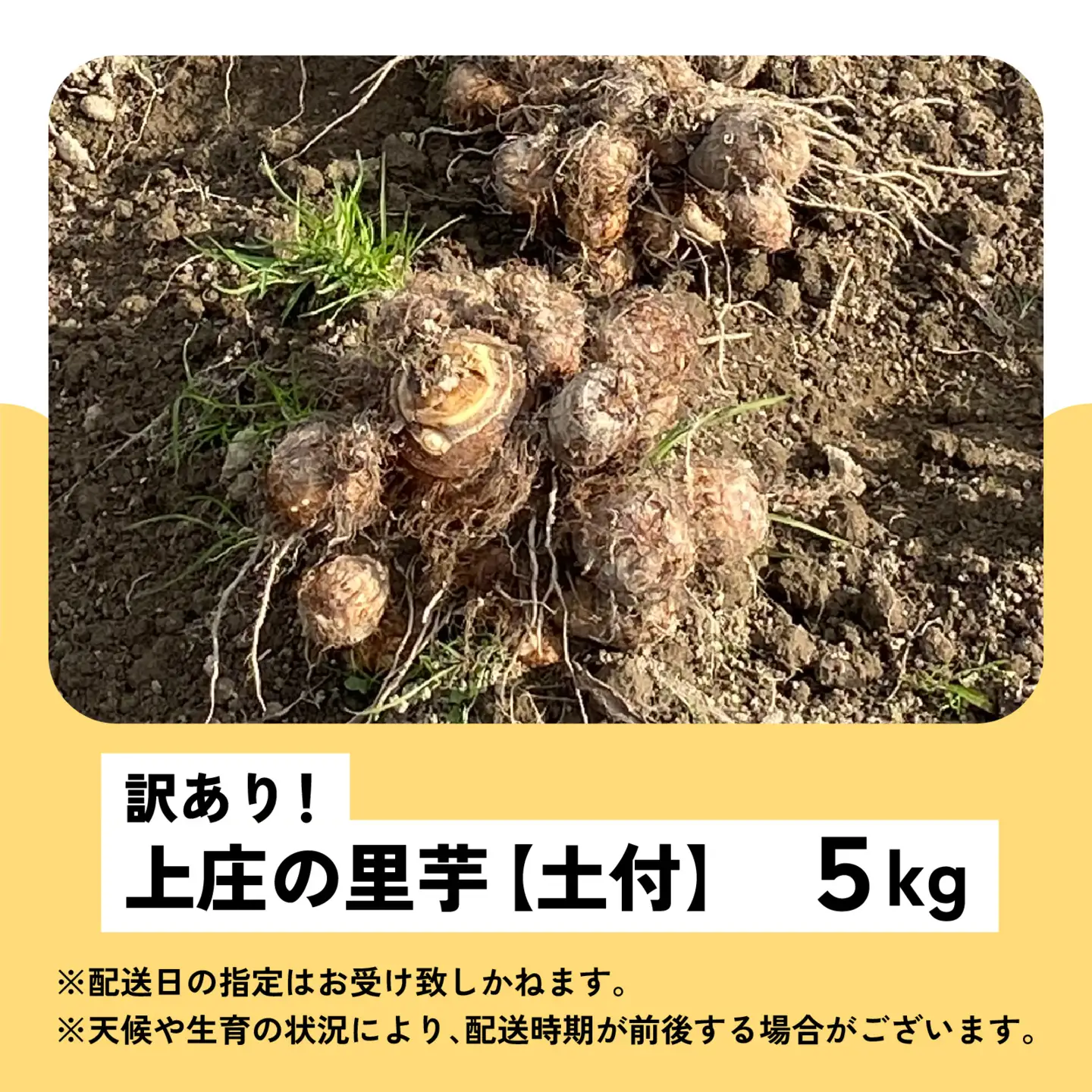 【先行予約】訳あり！上庄の里芋　5kg【土付】【11月より順次発送】