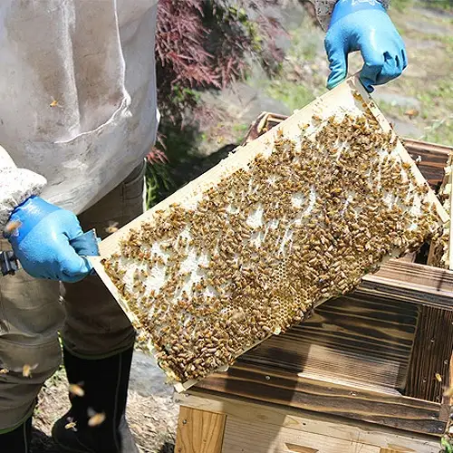 【5個】山梨県鳴沢村産 富士山麓Honey NSJ006　はちみつ ハチミツ ハニー 蜂蜜