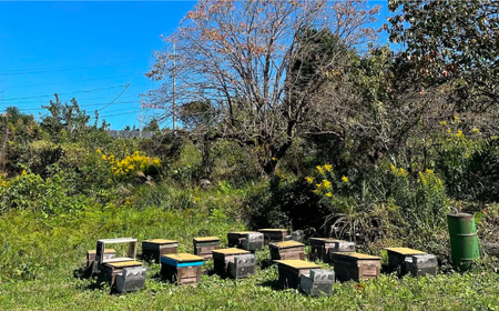 純粋ハチミツ 2種セット (野山の花500g×1 ソヨゴ500g×1) 瑞浪市 / honey shop Bee farm asano 蜂蜜 はちみつ [AZBT014]
