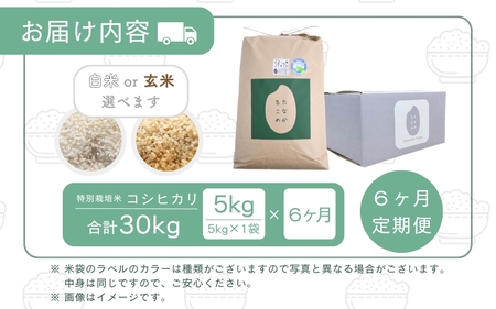 【先行予約】【令和7年産】 定期便 ≪6ヶ月連続お届け≫ 乳酸菌入りの土壌で育てた 福井県 坂井町産 特別栽培米コシヒカリ 5kg (玄米) 【2025年10月上旬以降順次発送予定】 [F-4806_02]