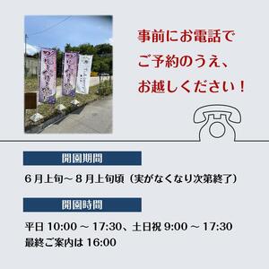 【時間無制限・食べ放題】ブルーベリー狩り入園チケットおとな２枚［ ブルーベリー狩り チケット 体験 入園チケット 時間無制限 食べ放題 おとな2枚 フルーツ狩り 観光 人気 おすすめ ギフト プレゼント 通販 送料無料 ふるさと納税 ］