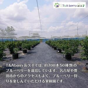 【摘みたてフレッシュ】一粒一粒ていねいに摘み取ったブルーベリーを生のままお届け　900g(150g×6パック）［ 摘みたてフレッシュ ブルーベリー 生 セット 果物 フルーツ 人気 おすすめ ギフト プレゼント お取り寄せ 通販 送料無料 ふるさと納税 ］