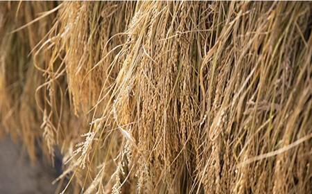 10月発送 ヒノヒカリ 玄米 10kg 玄米 CBR008